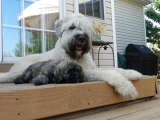 Moose and Zena 2